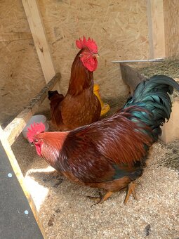 Kohout 🐓 - 2