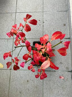 Bonsai, Bonsaj, jamadori, brslen evropský - 2