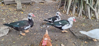 Kachna pižmová - 2