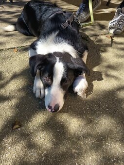 Prodám štěně border kolie - 2