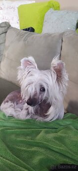 Čínský chocholatý pes - 2