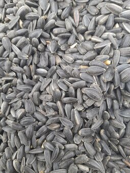 Slunečnice černá Proso - 2