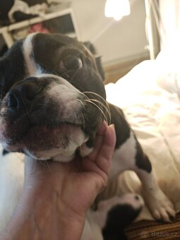 francouzky buldocek stenata - 2