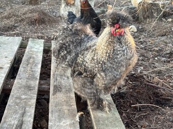 Daruji hedvabnicky velke - kohouti - 2