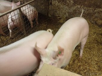 Prase na zabití - 2