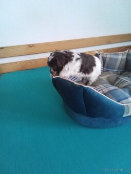 Jorkšírský teriér štěně - 2