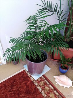 PALMA HORSKÁ II - Chamaedorea elegans - 2