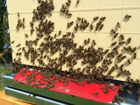 Včely- vyzimované oddělky na 10 rámcích - 2