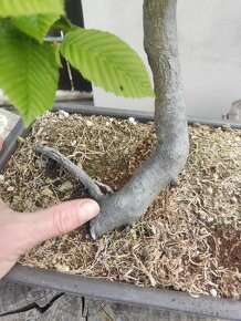Bonsai yamadori Carpinus betulus habr obecný 3 - 2