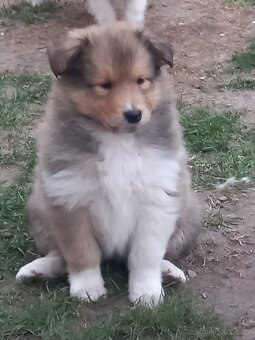 Kolie dlouhosrstá - 2