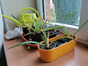 Aloe vera - 2