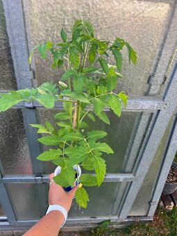 Sazenice rajčata a cherry rajčata 16 druhů - 2