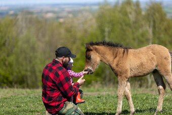 Huculský hřebec, Hucul, malý kůň, pony, hnědý, plavý - 2