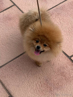 Pomeranian - 2