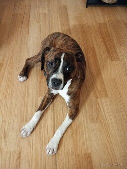 Amstaff fenka - 2
