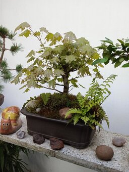 Javor mléč bonsai - 2