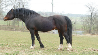 Welsh pony of cob type, sekce C - 2