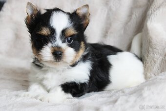 Biewer terrier s PP FCI - 2