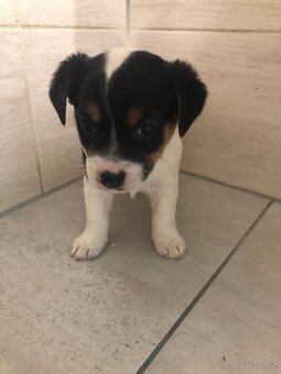 Jack Russell Teriér - 2