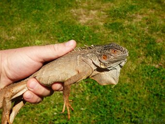 Červený leguán (Iguana iguana) - 2