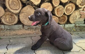 Labradorský retrívr ( labrador ) - 2