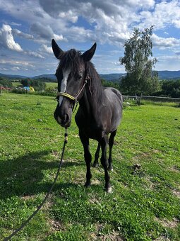 Hřebeček 1/2 lusitano - 2