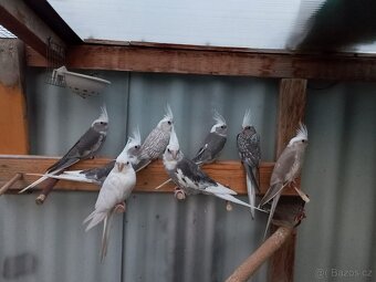 Chovný pár Korela bělohlavá - 2