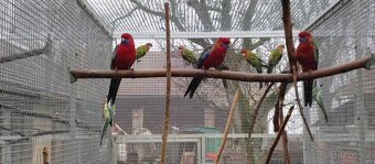 Rosela pendant, přírodní 2.1 - 2