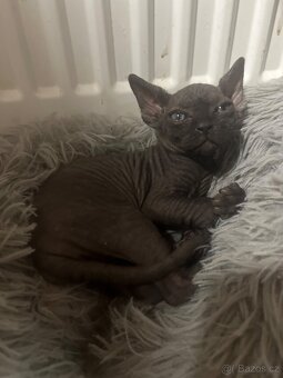 Kanadský sphynx - 2