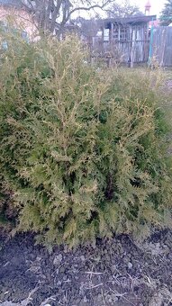 Thuja ocid Brabant - 2