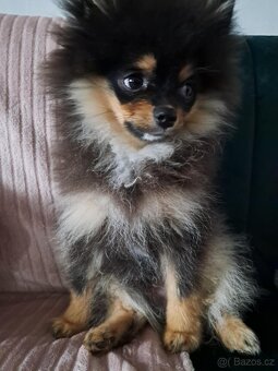 Pomeranian mini - 2