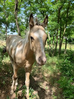 Hřebeček american paint horse - 2