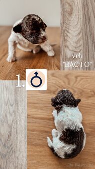 Prodám štěňata lagotto romagnolo - italský vodní pes - 2