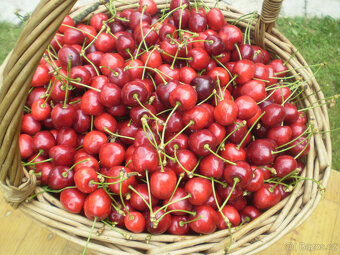Třešně chrupky - 2