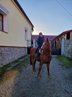Nabídka ježdění za příspěvek - 2
