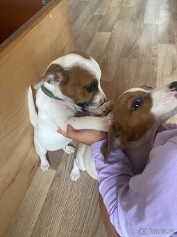 Jack Russell teriér - 2