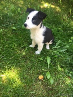 Jack Russell - 2
