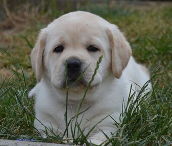 Labrador retriever - žlutý pejsek s PP - 2