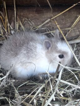 Zakrslý králík - 2