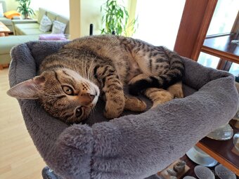 Kastrovaná venkovní kočka - 2