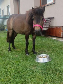 Irský cob + Shetland - 2