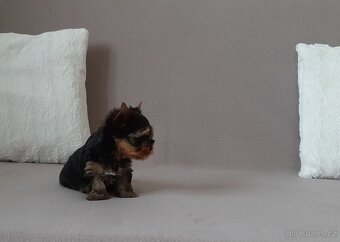 Jorkšírský terier s PP - 2