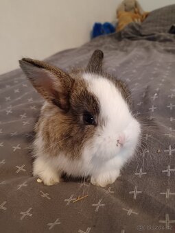 Zakrslý králík králíček - 2