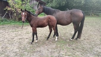 odstávče hřebeček 6 měsíců - 2