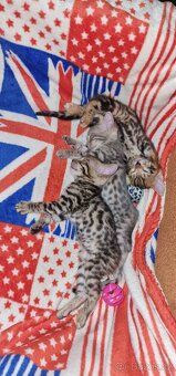 Bengálská koťata - 2