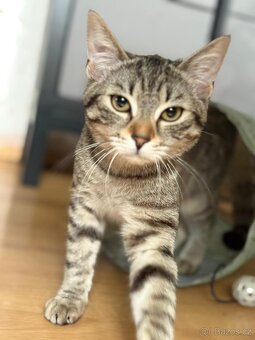 Daruji divokou kočku do dobrých rukou - 2