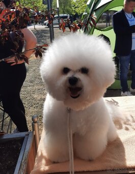 Bišonek frisé s PP - 2