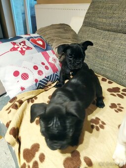 Francouzský Buldoček - 2