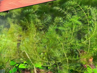 Růžkatec ponořený - 2