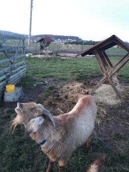 Anglonubijský kozel 100% - 2